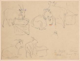 Studies of Goats