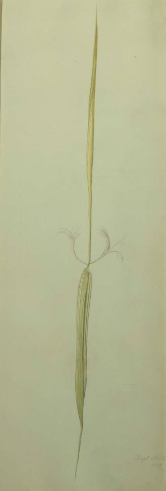 Slender Green Stalk